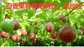 百香果用鋼絲、鋼絞線(xiàn)